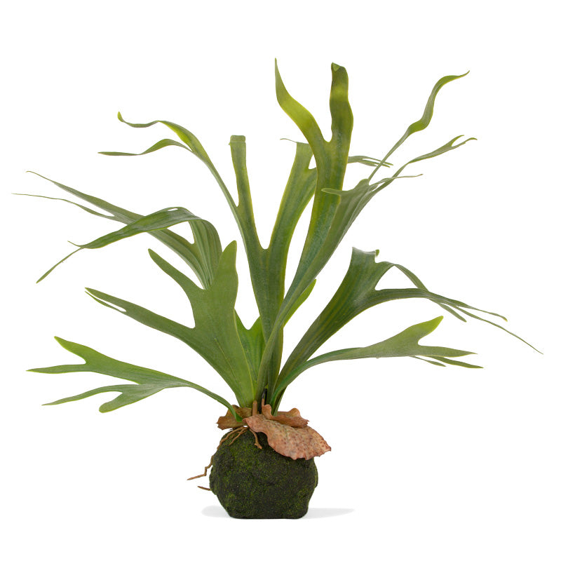 Staghorn Fern Kokedama