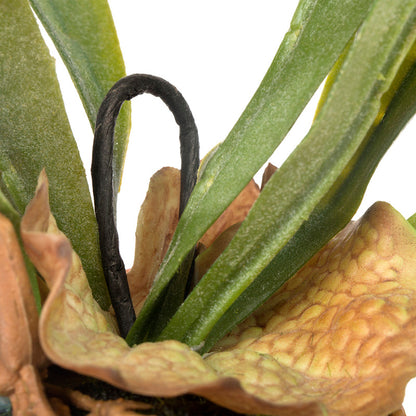 Staghorn Fern Kokedama