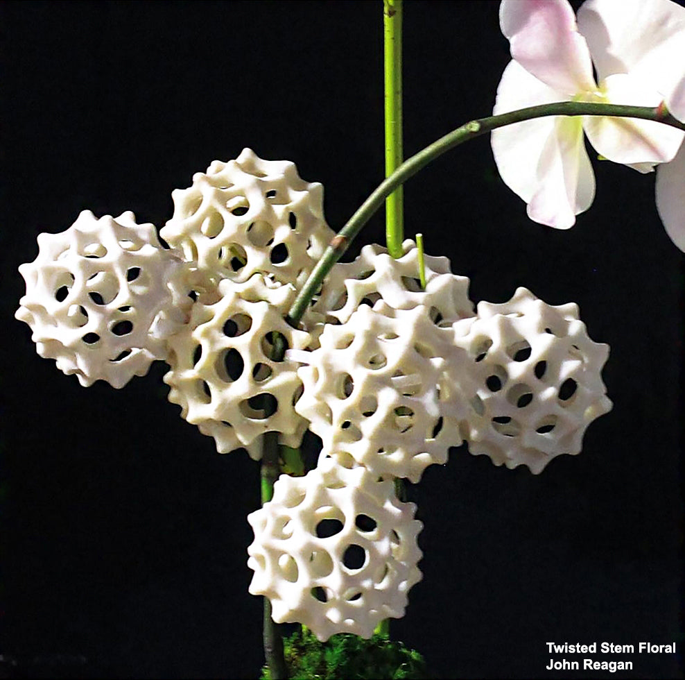 Pollen Sculptures, Set of 10