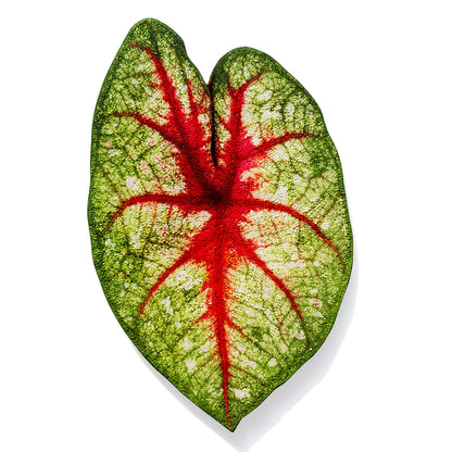 Mosaic Caladium 24&quot;H Leaf Wall Art