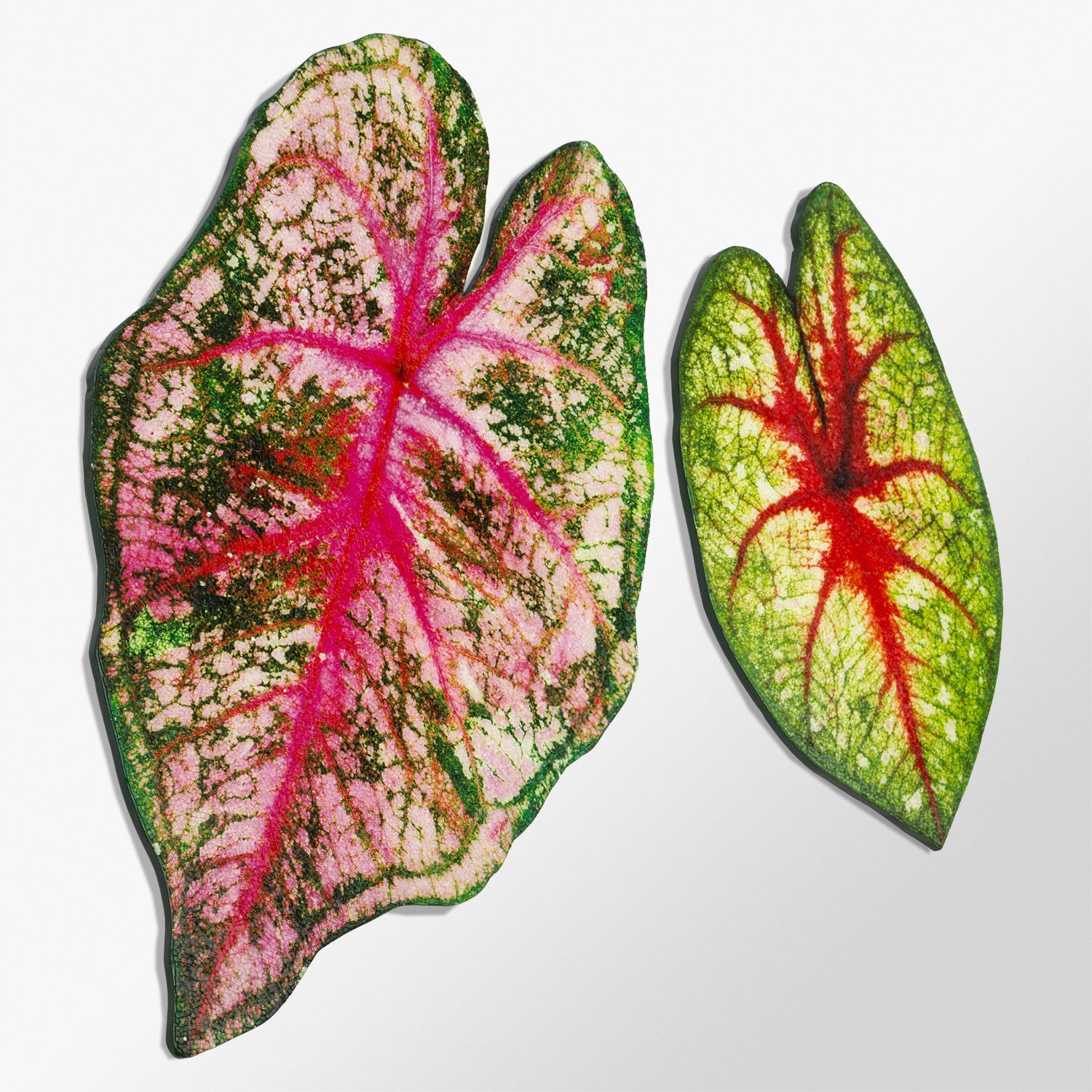 Mosaic Caladium 24&quot;H Leaf Wall Art