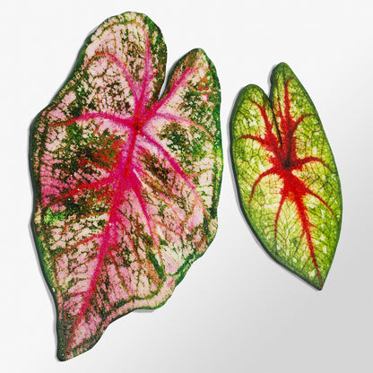 Mosaic Caladium 24&quot;H Leaf Wall Art