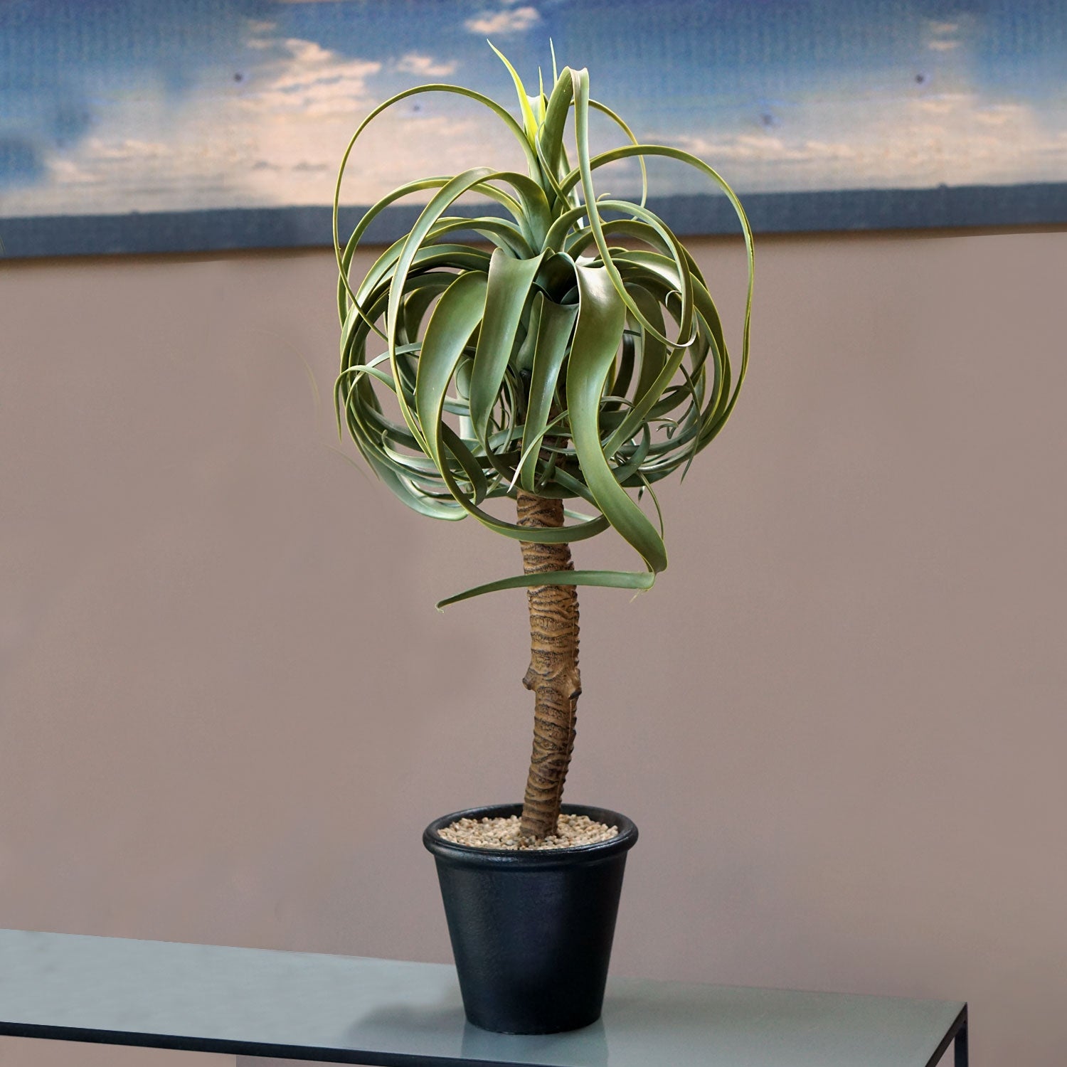 Aloe Tree 32.25&quot;H, potted