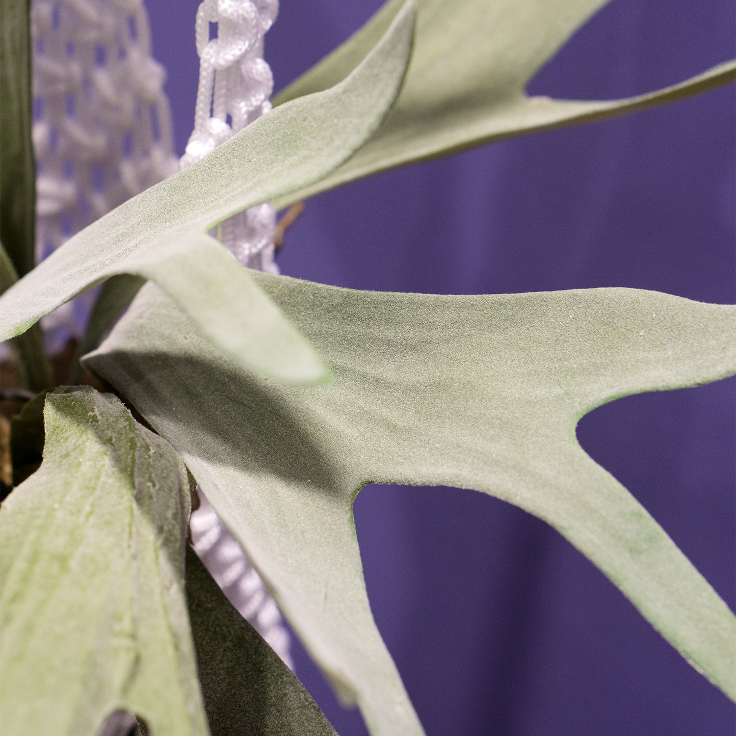 Staghorn Fern Kokedama