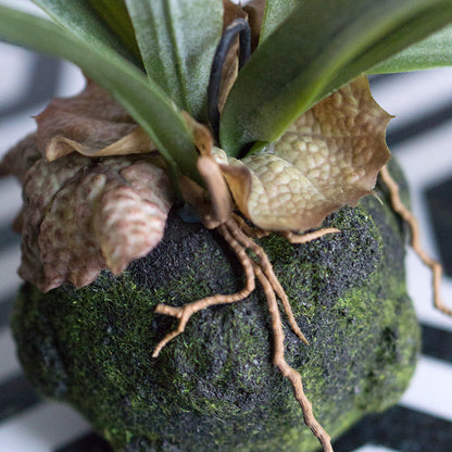 Staghorn Fern Kokedama