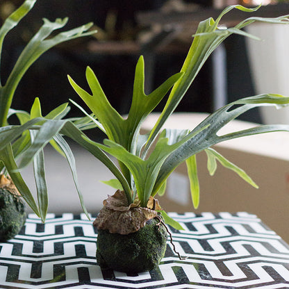 Staghorn Fern Kokedama